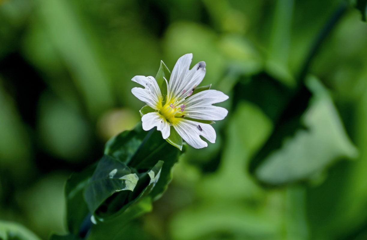 Изображение особи Cerastium davuricum.