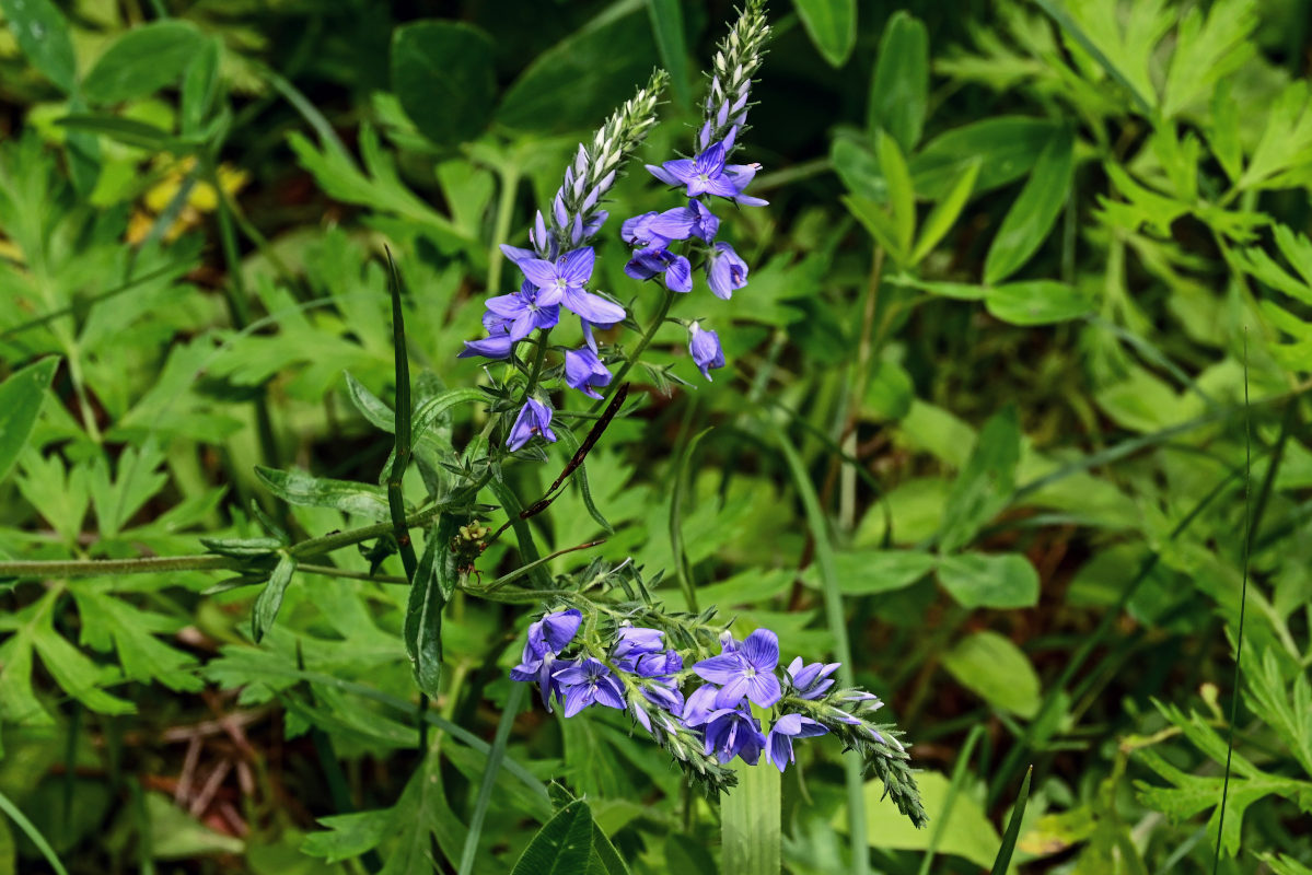 Image of Veronica jacquinii specimen.