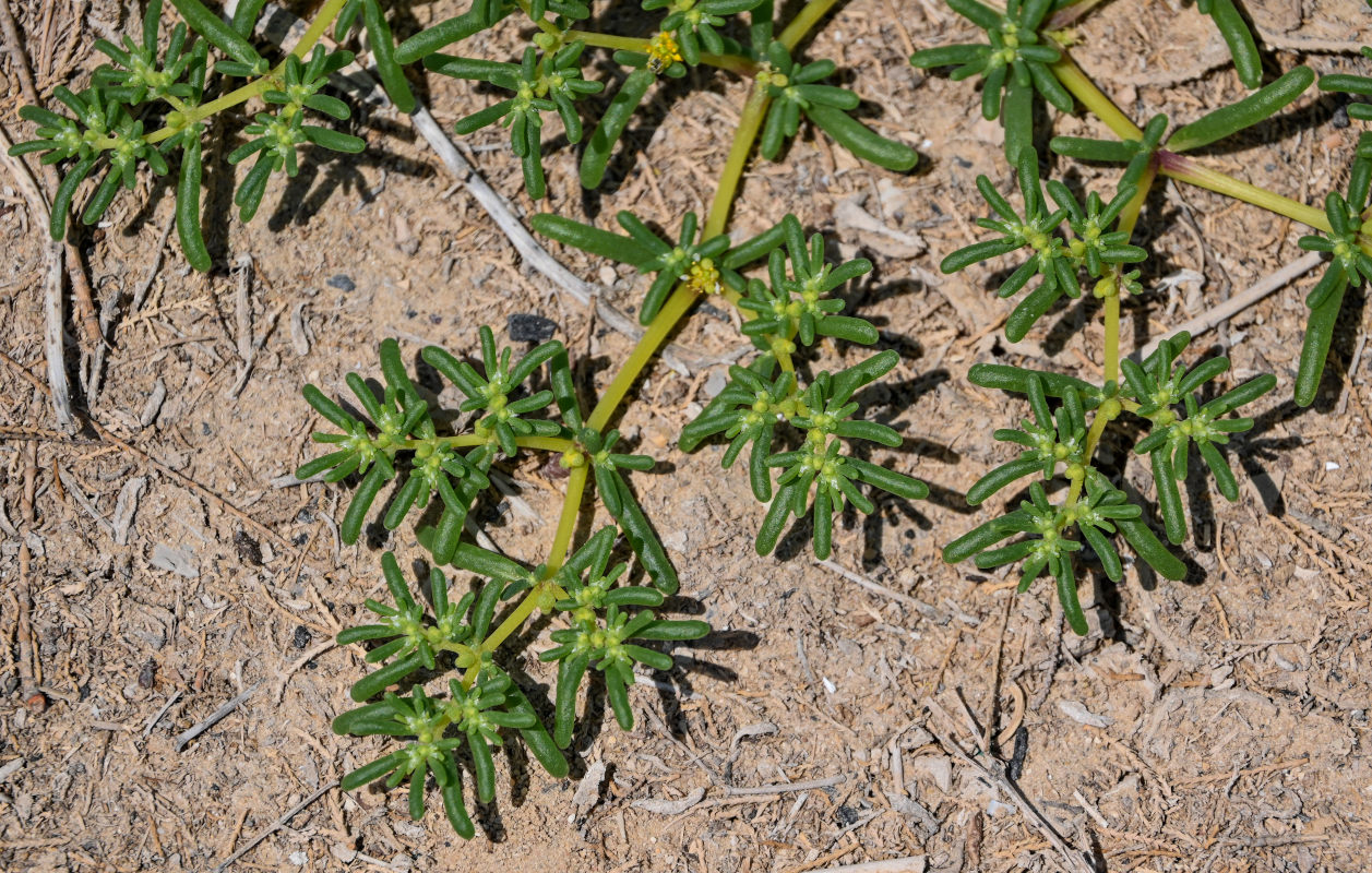 Изображение особи Tetraena simplex.