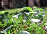 Смотреть изображение Veronica officinalis
