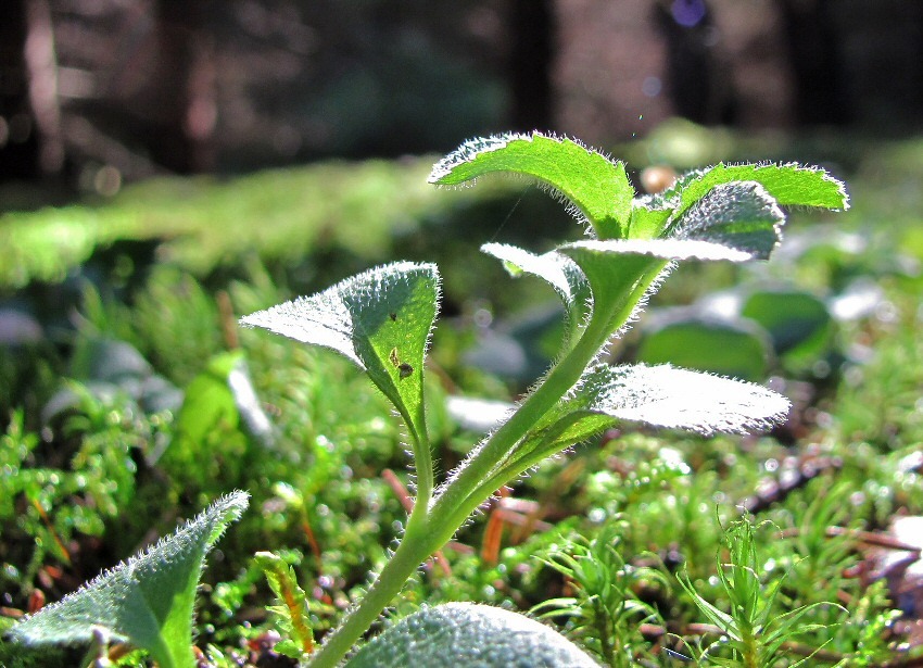 Image of Veronica officinalis specimen.