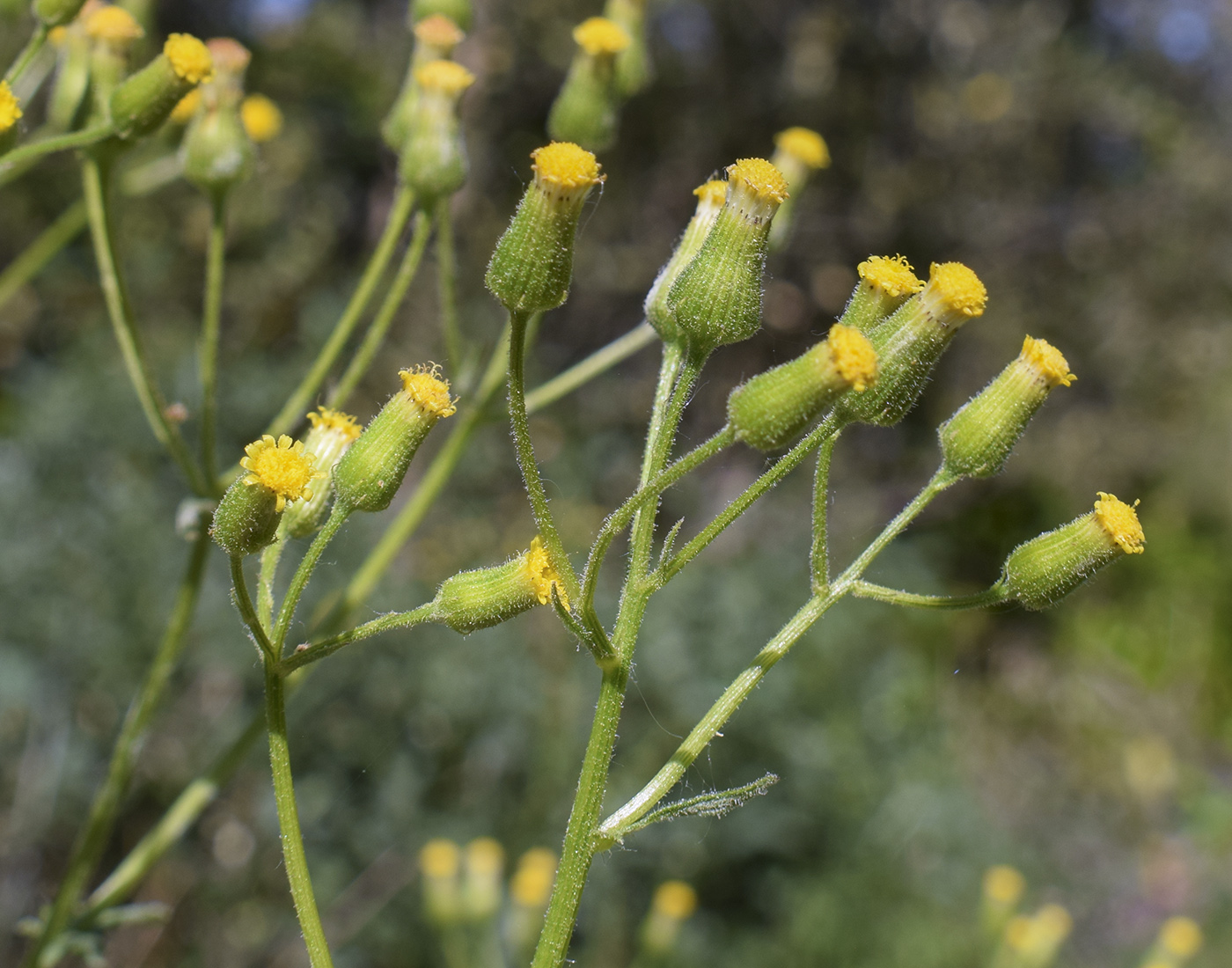 Изображение особи Senecio lividus.