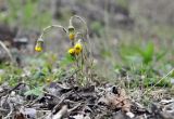 Tussilago farfara