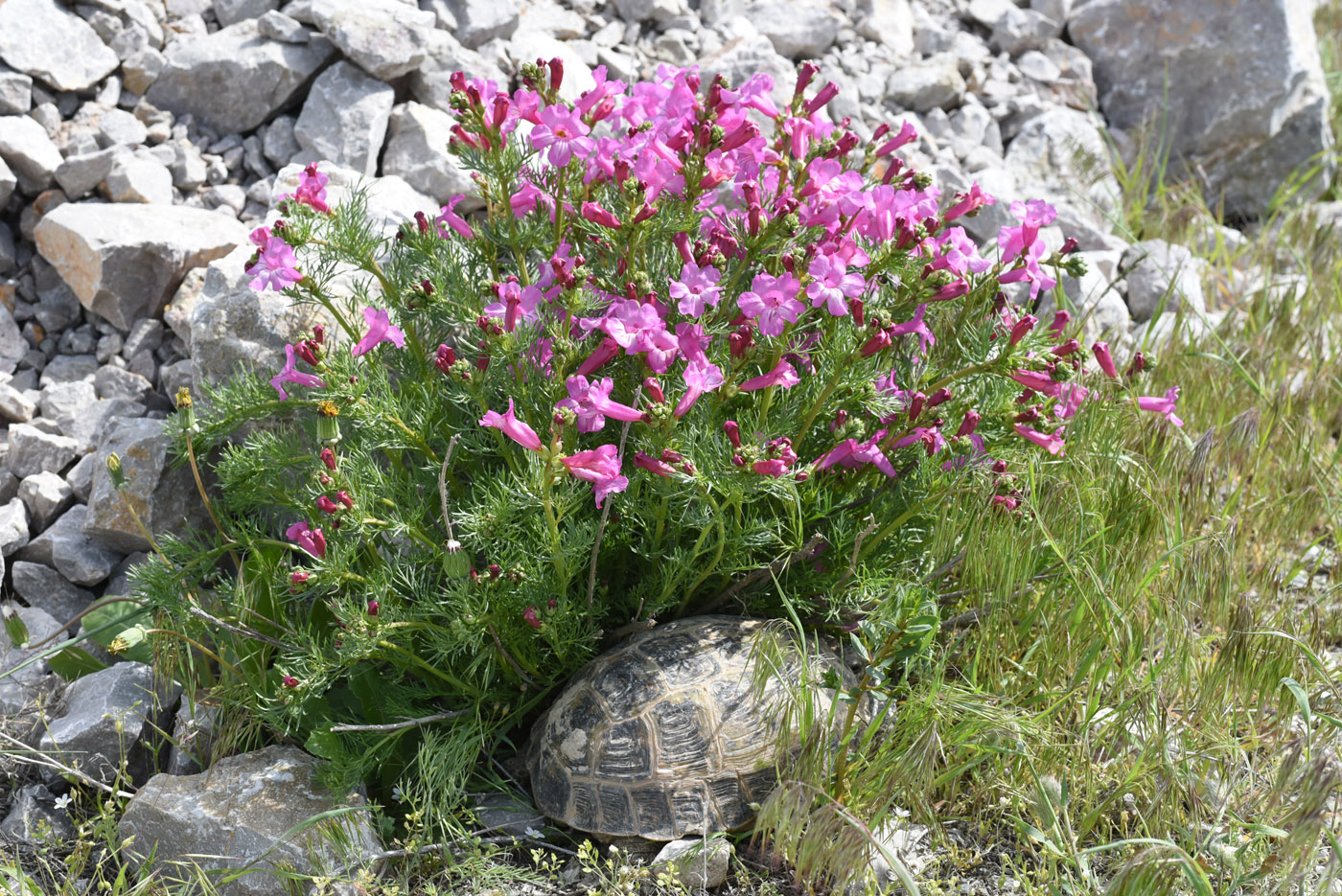 Image of Niedzwedzkia semiretschenskia specimen.