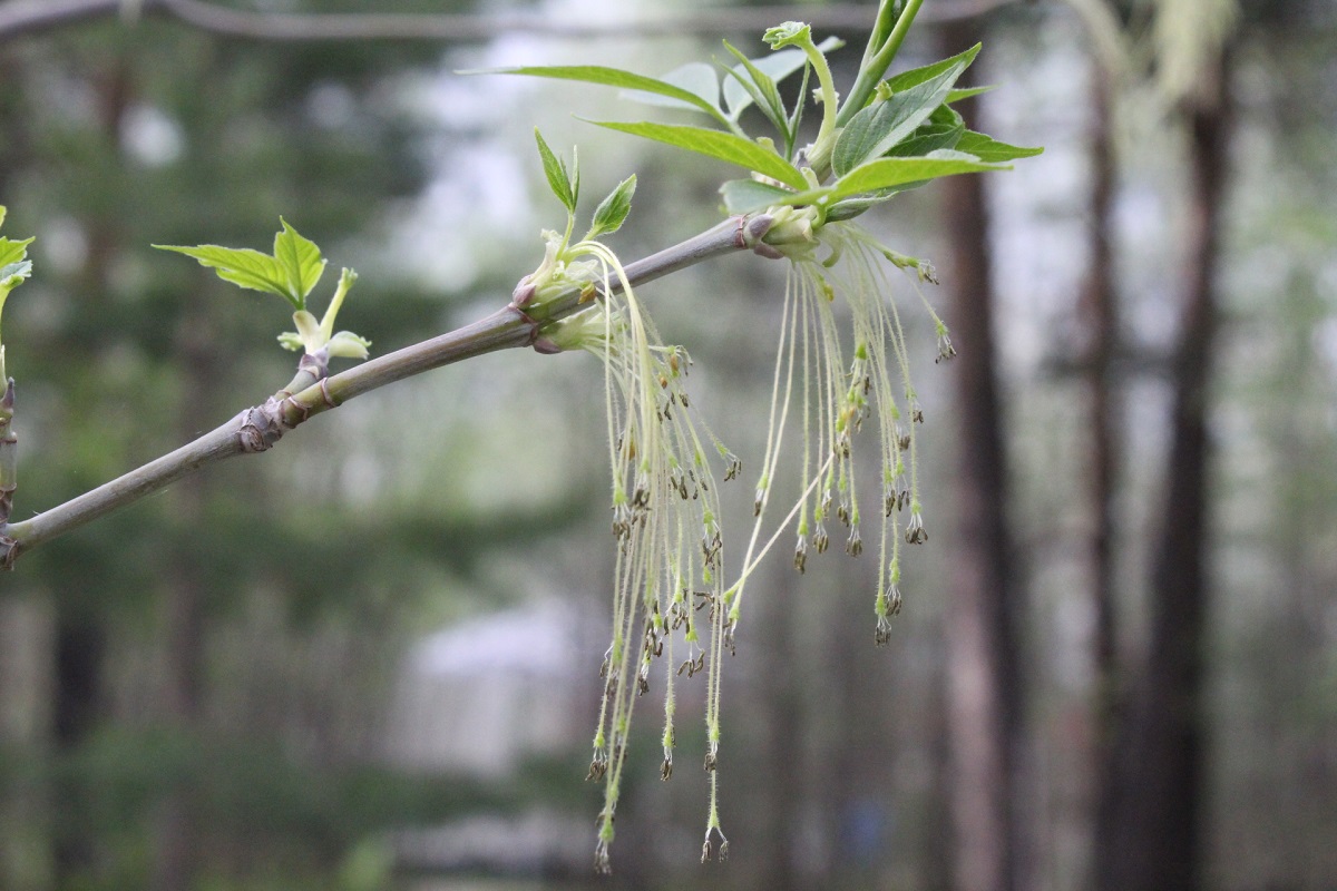 Image of Acer negundo specimen.