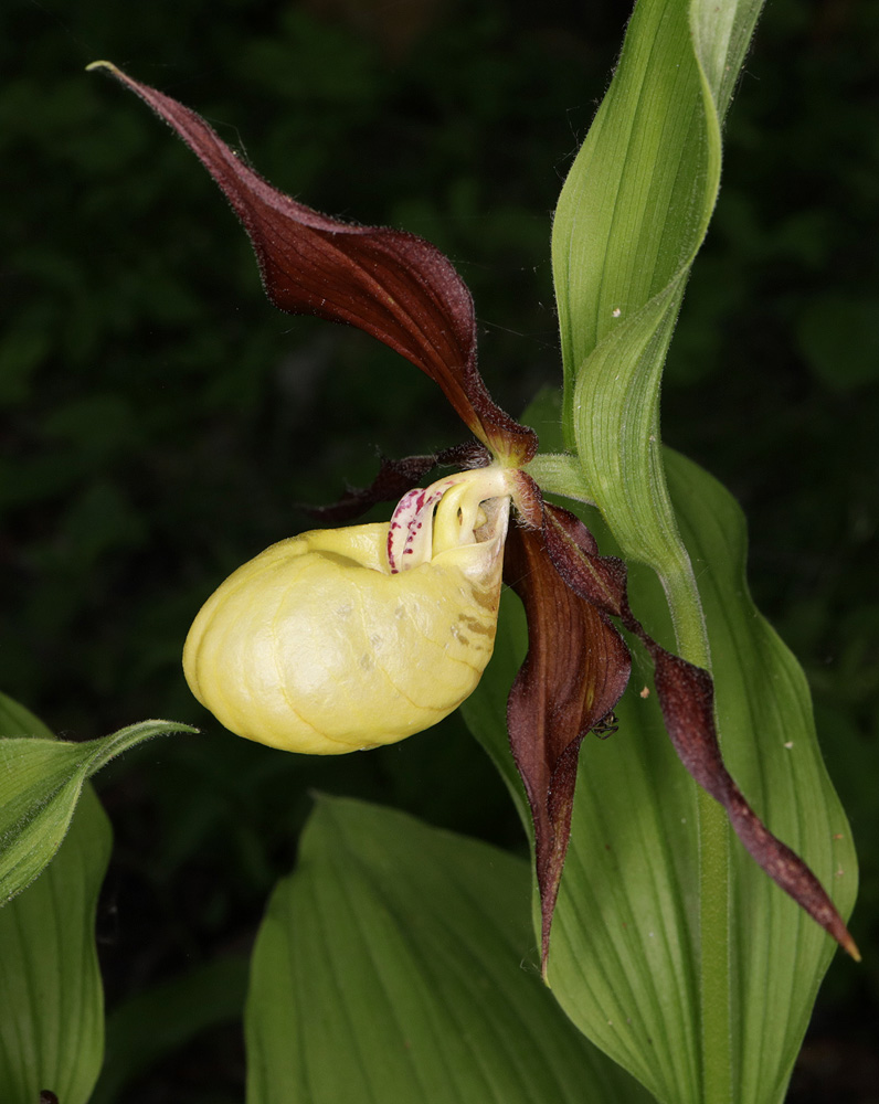 Изображение особи Cypripedium calceolus.