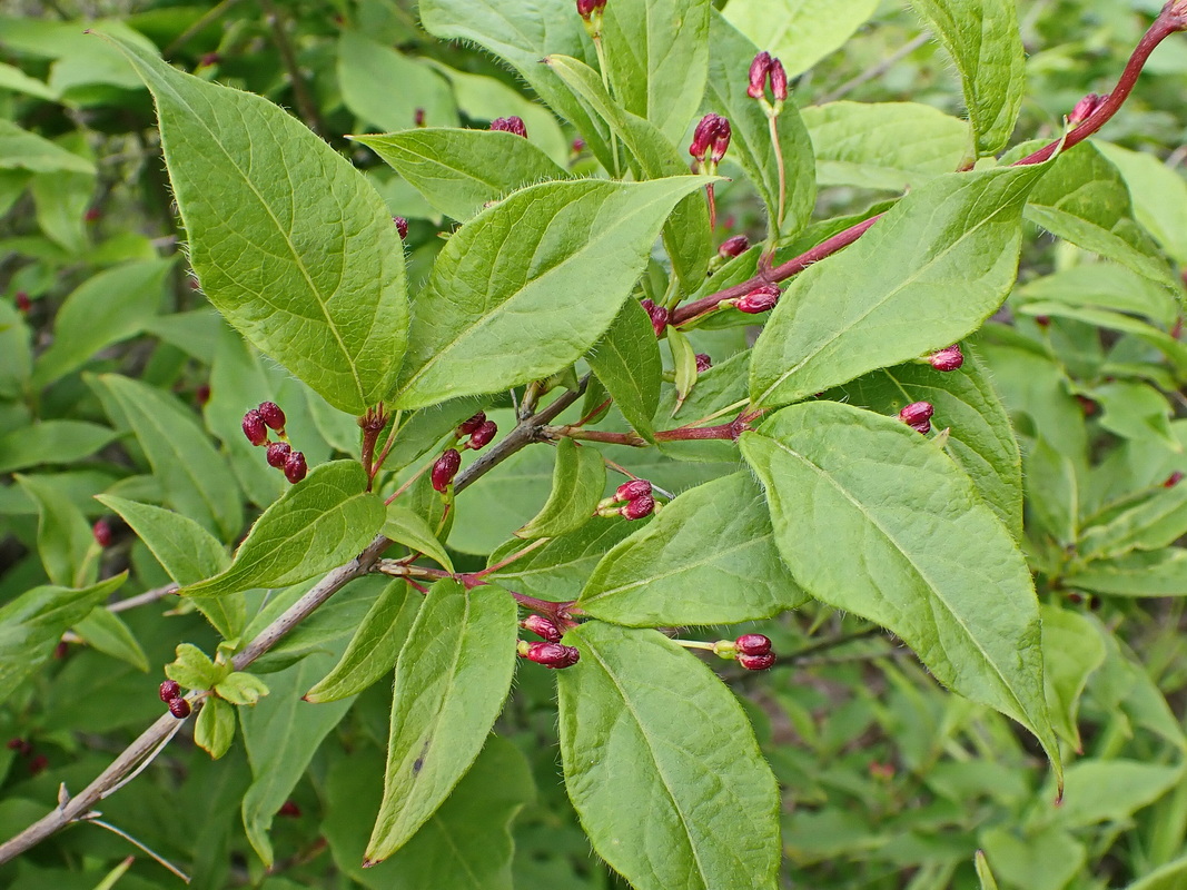 Image of Lonicera maximowiczii specimen.