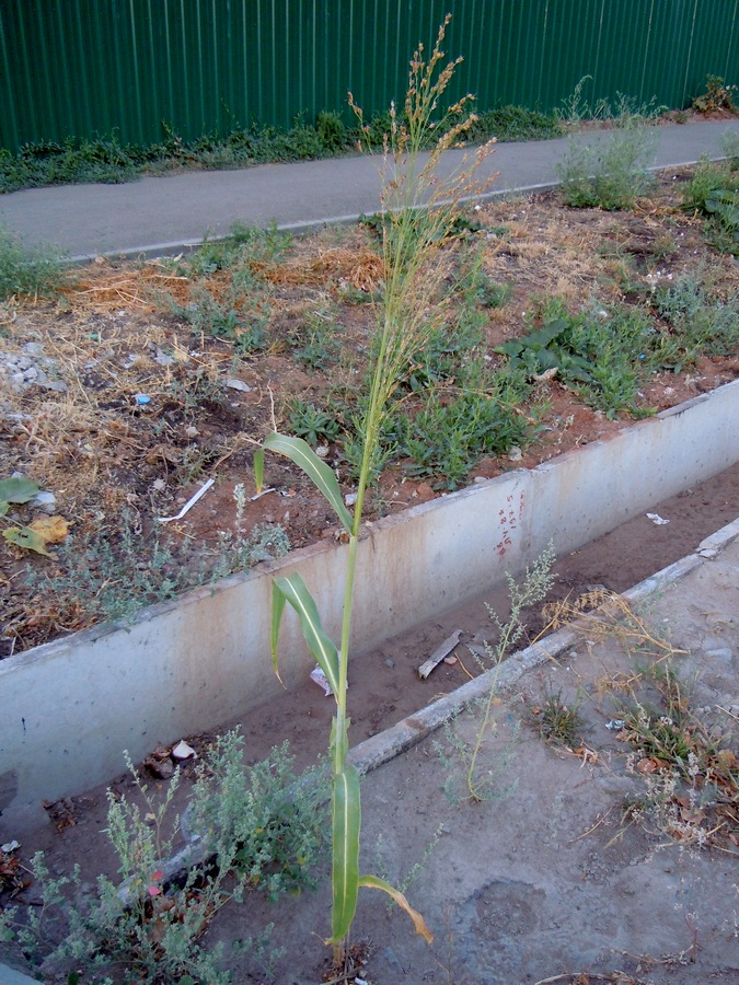 Image of Sorghum saccharatum specimen.