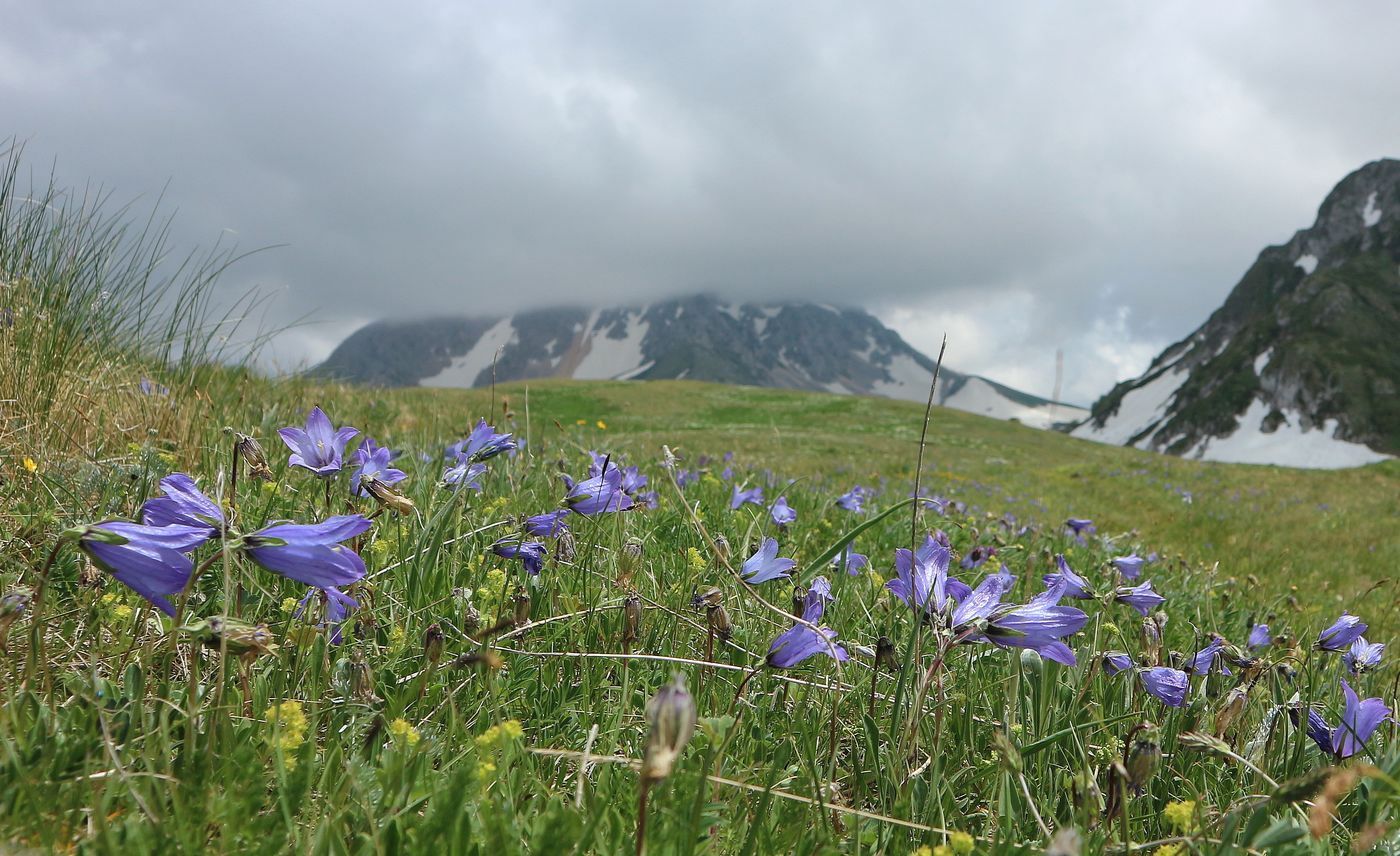 Image of Campanula biebersteiniana specimen.