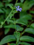 Vinca pubescens