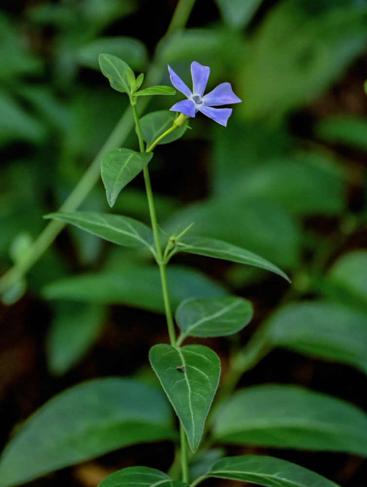 Изображение особи Vinca pubescens.