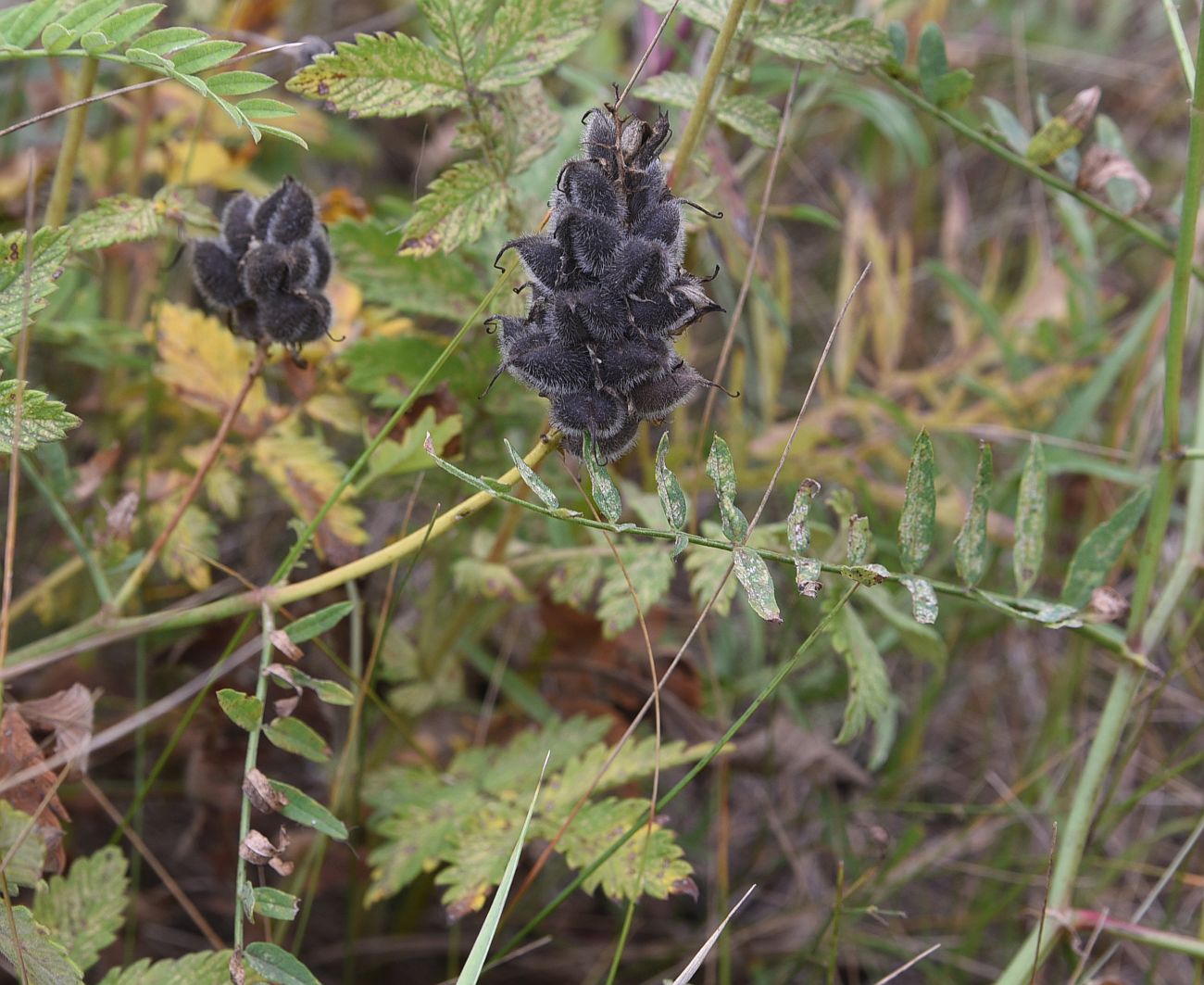 Изображение особи Astragalus cicer.