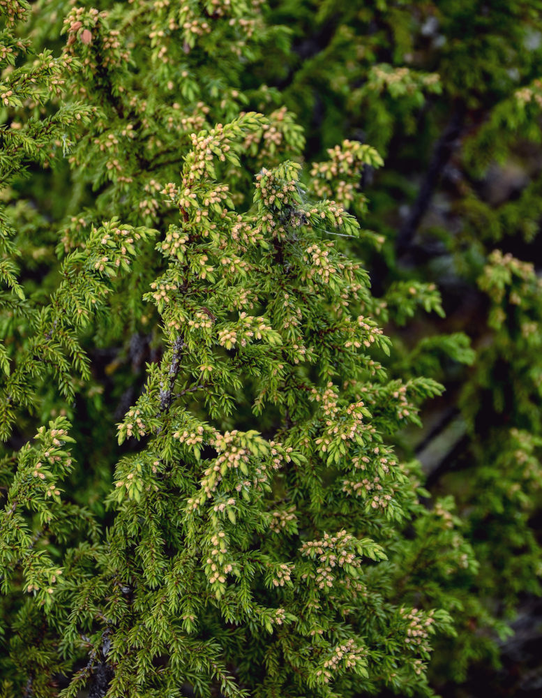 Изображение особи Juniperus sibirica.