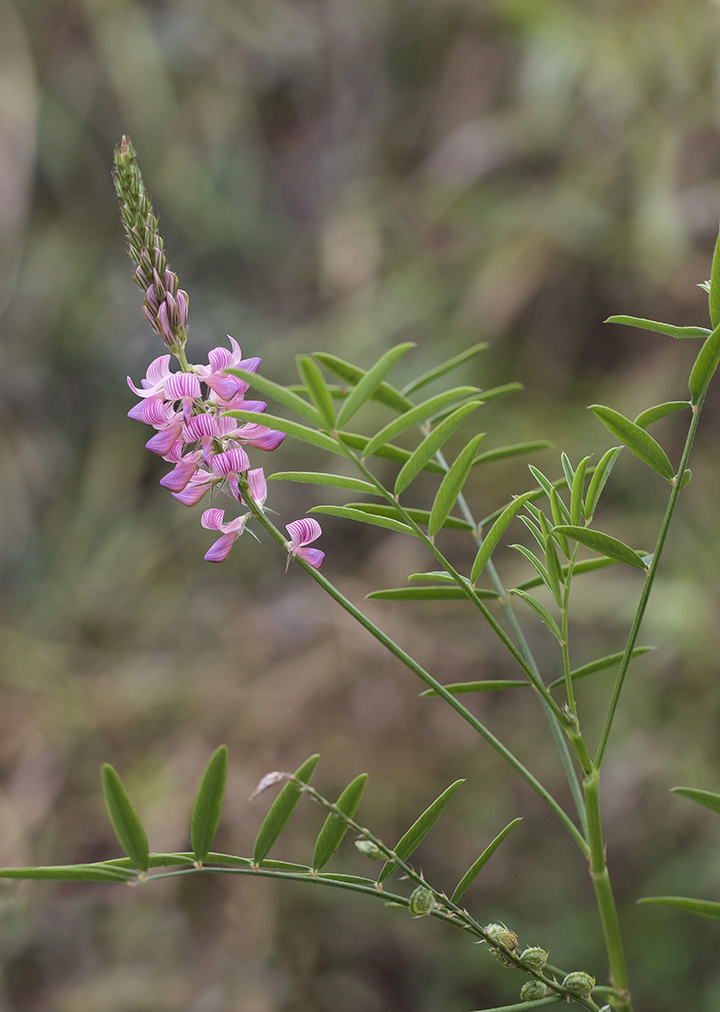 Изображение особи Onobrychis arenaria.