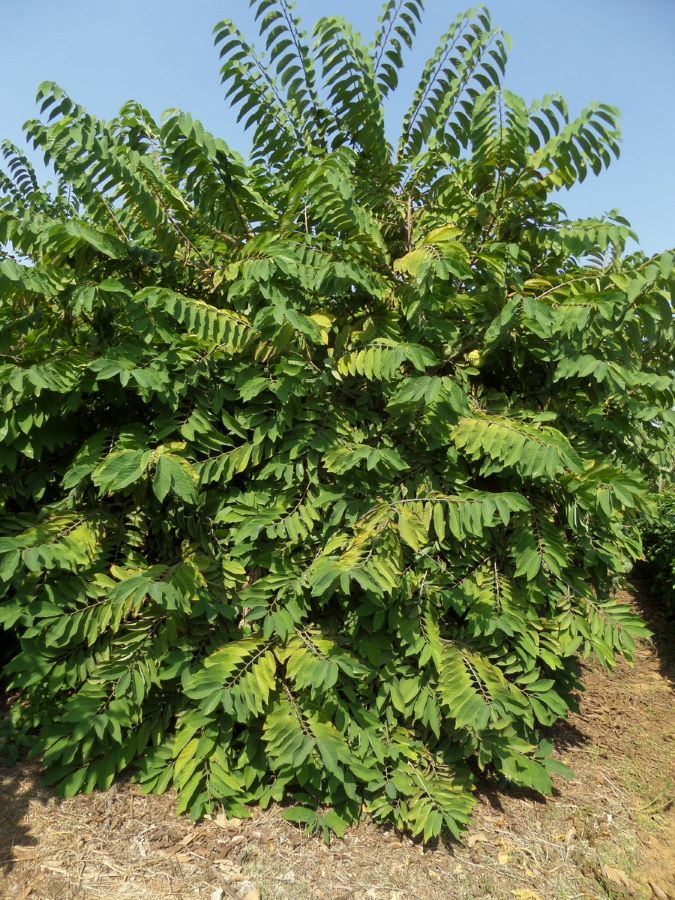 Image of Annona squamosa specimen.