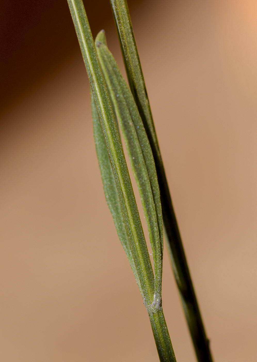 Image of Lavandula latifolia specimen.