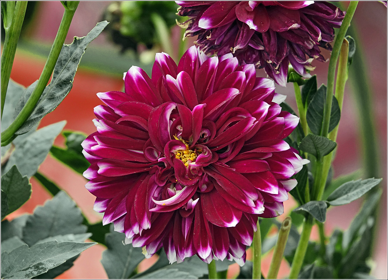 Изображение особи Dahlia &times; cultorum.