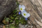 Veronica glareosa. Цветки с клещом и бутоны. Карачаево-Черкесия, Урупский р-н, хр. Абишира-Ахуба, окр. пер. Агур, ≈ 2950 м н.у.м., уступ на скале. 12.08.2024.