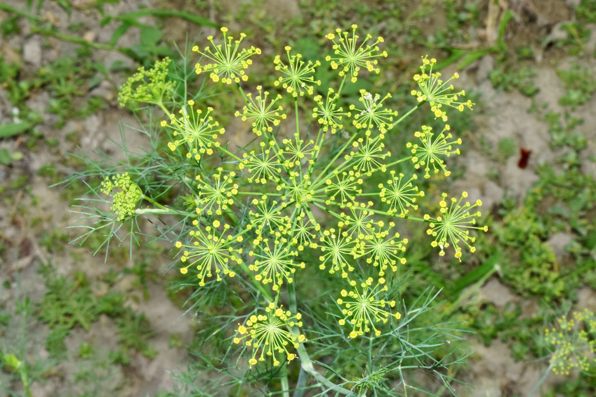 Image of Anethum graveolens specimen.