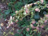 Atriplex sagittata