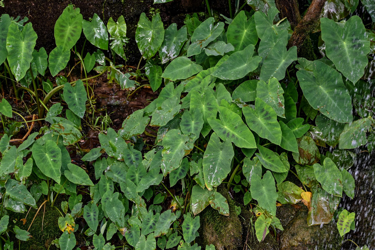 Image of Colocasia esculenta specimen.