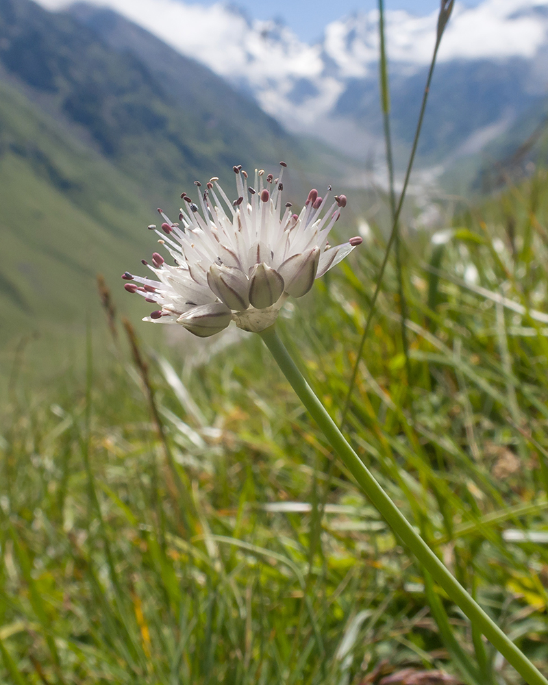 Image of Allium denudatum specimen.