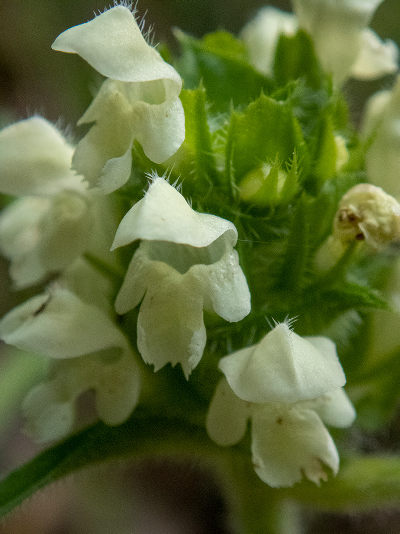 Image of Prunella laciniata specimen.