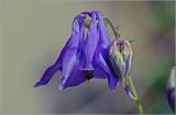 Aquilegia vulgaris. Цветок и бутон. Московская обл., Раменский р-н, окр. дер. Хрипань, садовый участок. 03.06.2024.