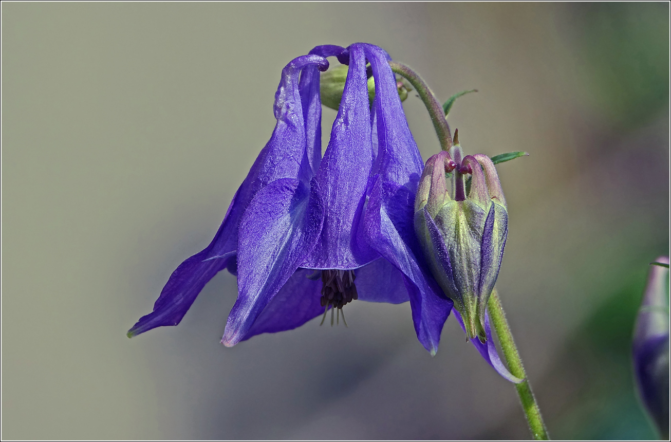 Image of Aquilegia vulgaris specimen.