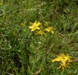 Смотреть изображение Hypericum perforatum