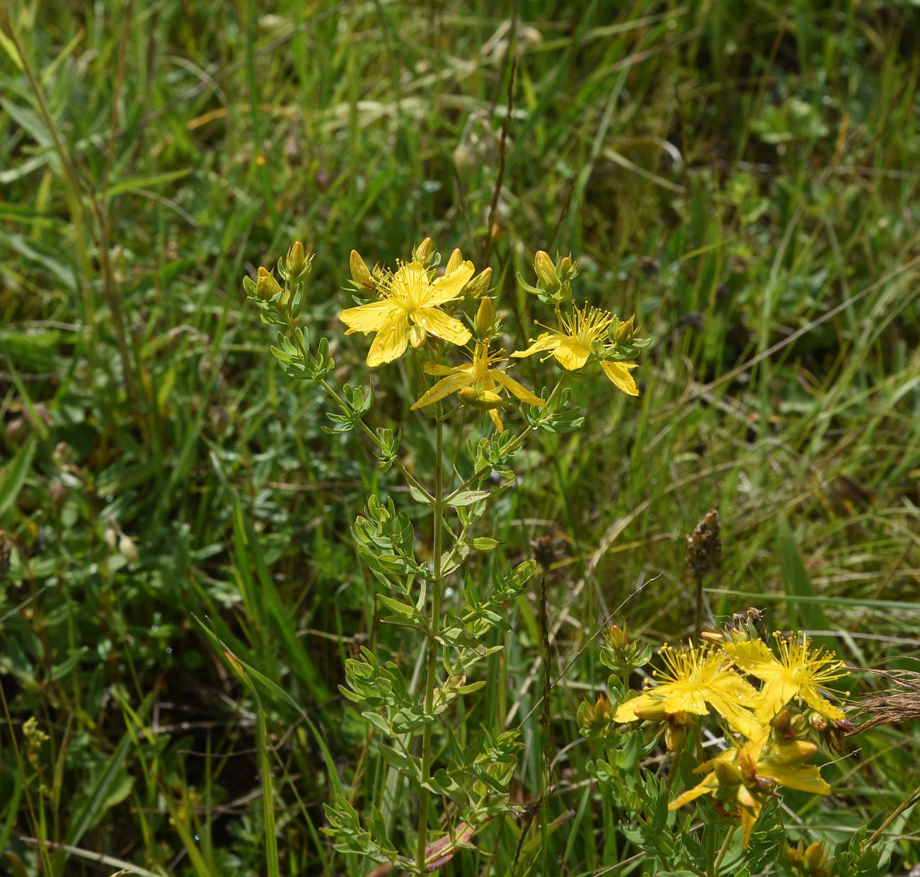 Image of Hypericum perforatum specimen.