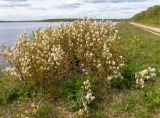 Amelanchier spicata