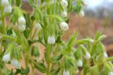 Смотреть изображение Onosma setosa
