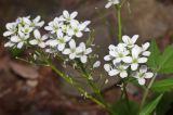 View full-size image Cardamine leucantha