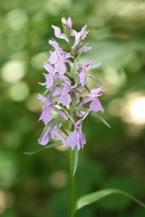 Image of Dactylorhiza urvilleana specimen.