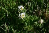 View full-size image Anemonastrum fasciculatum