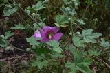 View full-size image genus Alcea