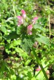 Lamium purpureum. Верхушка побега с соцветием. Крым, Ялта, Никитский сад. 6 мая 2011 г.