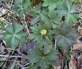 Trollius europaeus. Зацветающее растение. Чувашия, окр. г. Шумерля, лес за Низким полем. 8 мая 2006 г.