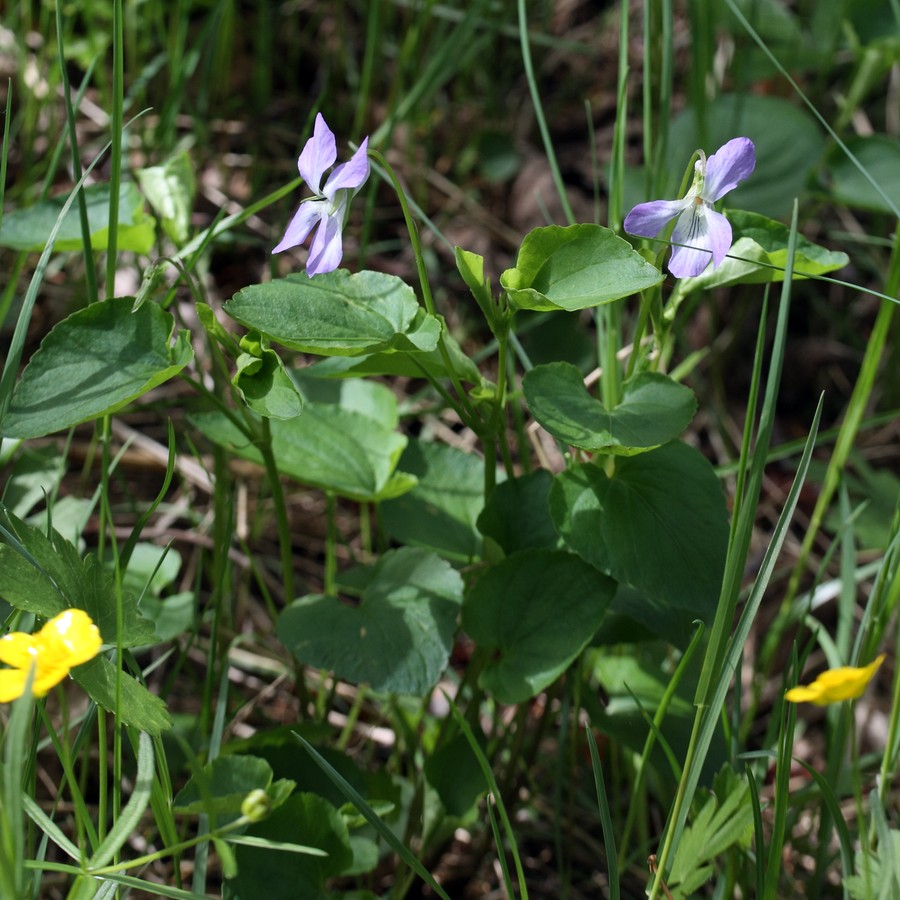 Изображение особи Viola riviniana.