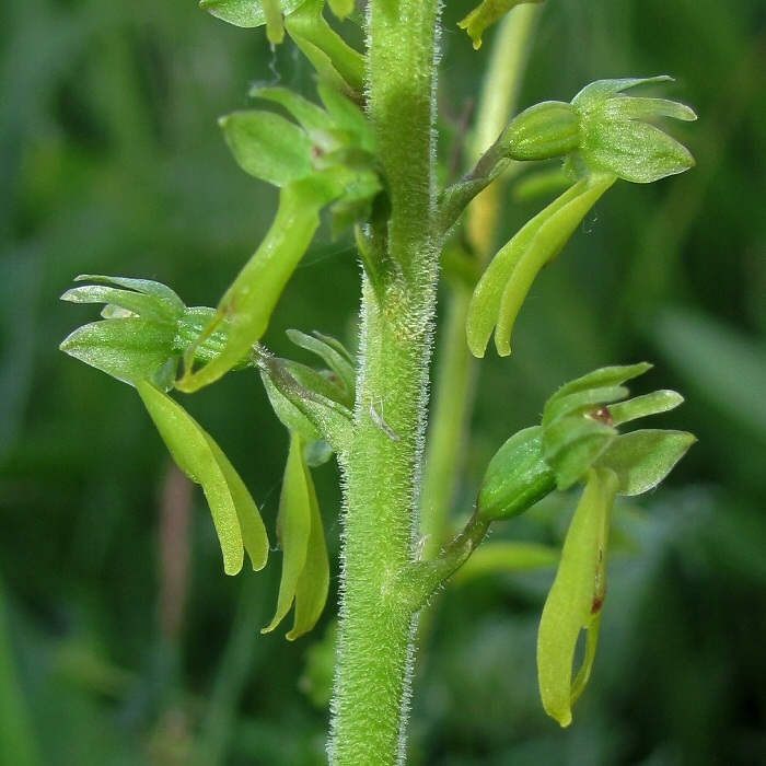 Изображение особи Listera ovata.