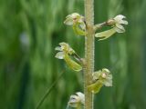 Listera ovata. Часть соцветия. Ленинградская обл., Гатчинский р-н, окр. пос. Пудость, луг в заброшенном травертиновом карьере. 25.06.2011.