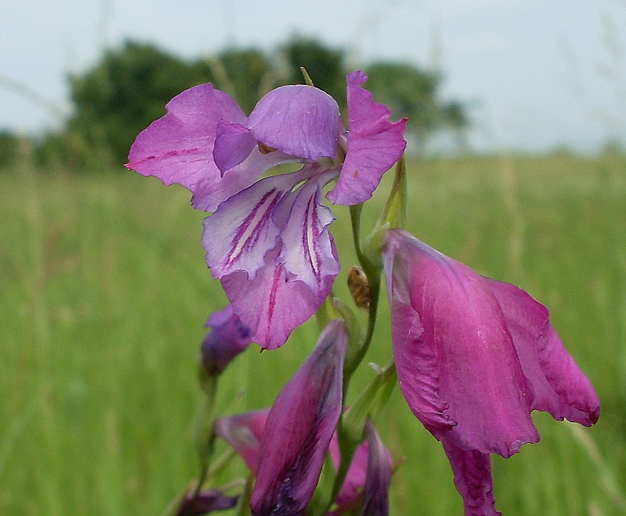 Image of Gladiolus imbricatus specimen.