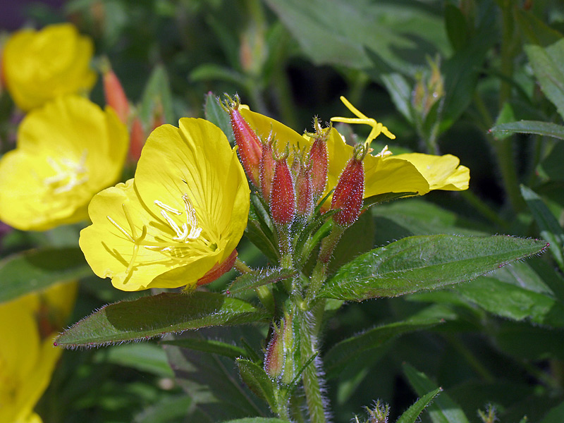 Image of Oenothera pilosella specimen.