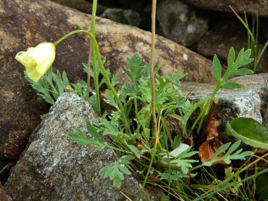 Image of genus Papaver specimen.