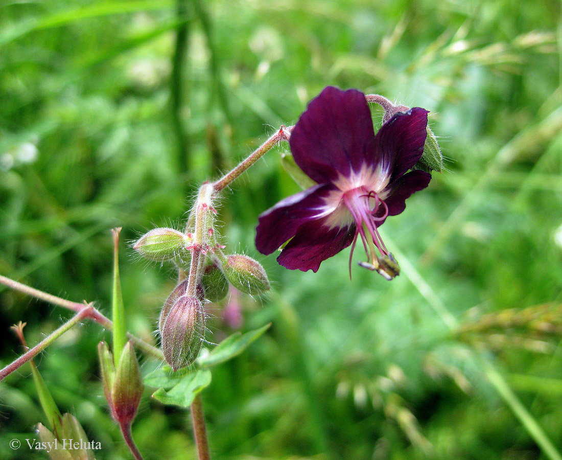 Image of Geranium phaeum specimen.