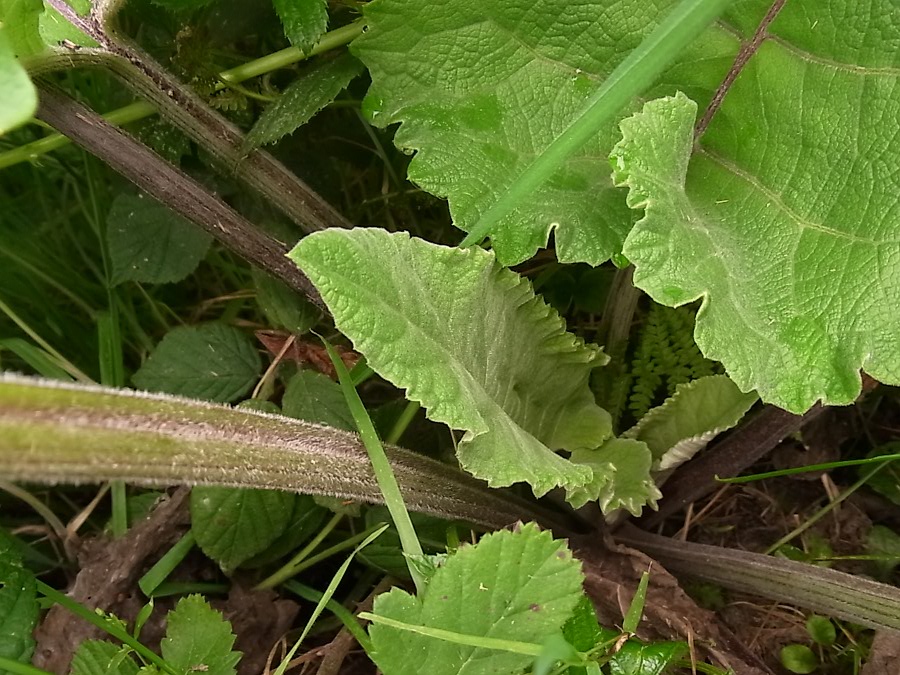 Image of Arctium tomentosum specimen.