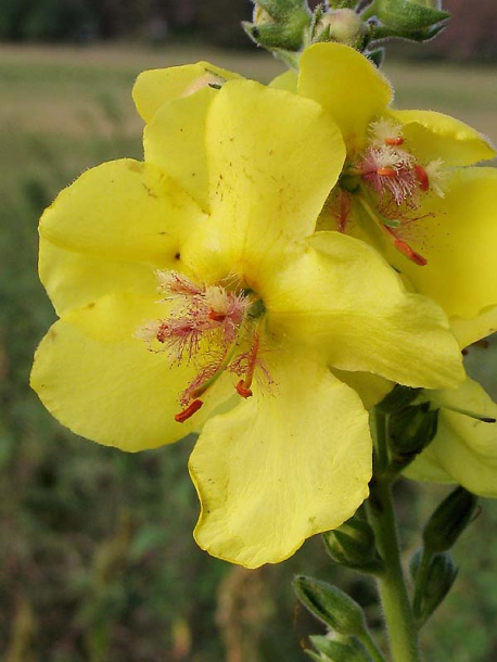 Image of Verbascum &times; bastardii specimen.