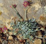 Astragalus schrenkianus