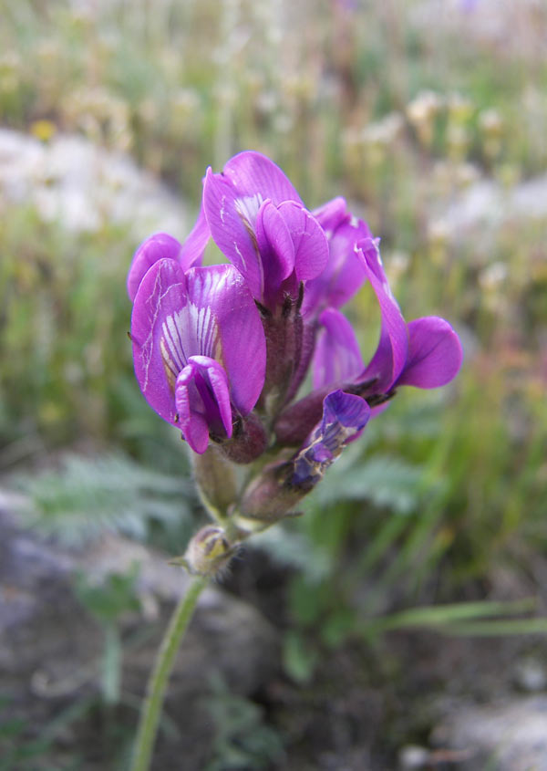 Image of Oxytropis owerinii specimen.